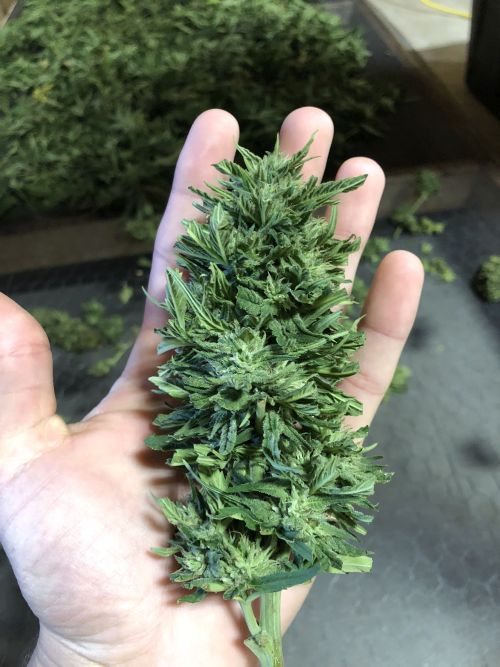 Hemp Flower Bud