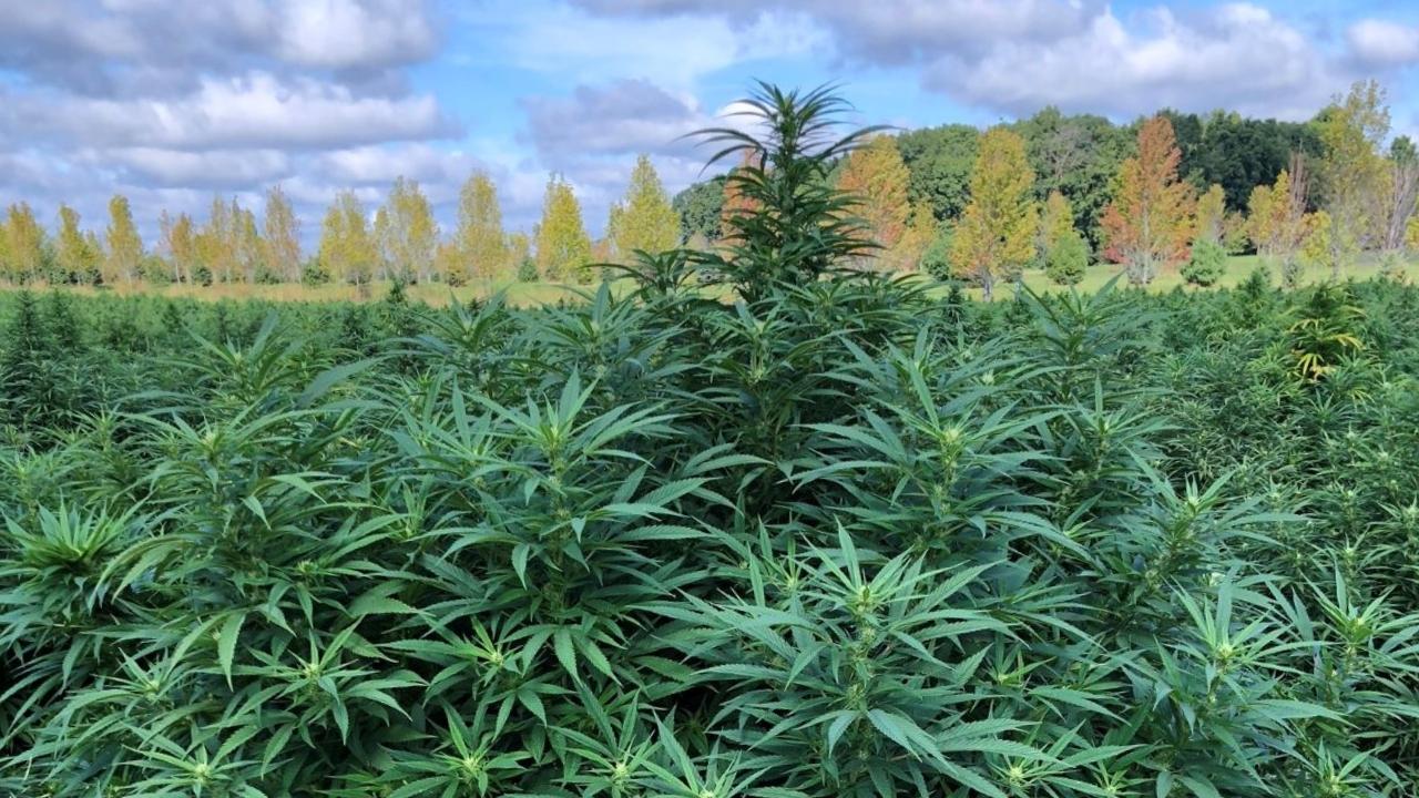 Green hemp plant in field